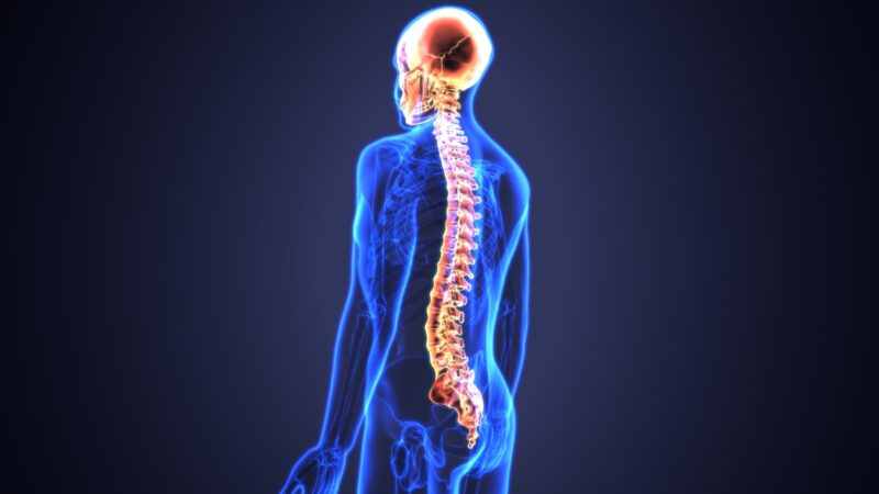 Keeping your spine healthy is a very important part of growing older. Learn the secret behind healthy spines in this guide.